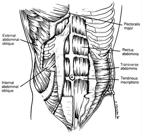 abdominal muscles